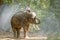 Boy primary school student In the countryside of Thailand Lying down reading a book on the back of an elephant,Surin,Thailand