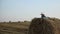 Boy reading a book on a haystack, a boy reading a book in the manger