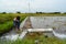 A Boy removing bad grass in the rice field