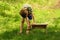 Boy repairing wooden bench with a hammer in the back yard