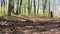 Boy riding fast a bike in the woods. Slow motion