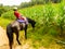 Boy riding a horse that is distracted by tasty corn field.