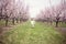 Boy running in Peach orchard