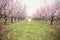 Boy running in Peach orchard