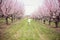 Boy running in Peach orchard