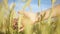 Boy`s hand sliding on ears of wheat against the background of the sky