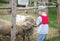 Boy and Sheep at Petting Zoo