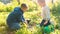 Boy with shovel digging, girl with bucket watering young plant