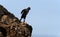 Boy in silhouette on edge of cliff.