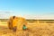 Boy  sits in the shade at a haystack in a field on a sunny day.  The boy stands and shows a friend into the distance