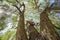 A boy sits on top of a tree, wide angle photo