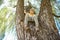 A boy sits on top of a tree, wide angle photo