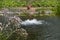 The boy sitting on the shore is out of focus. Asclepias fascicularis in the foreground