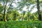 Boy standing green tea garden and long trees on mountains