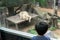 Boy standing looking lion sleeping outside the window