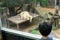 boy standing looking lion sleeping outside the window