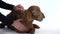 Boy is stroking brown lamb at white background. Slow motion. Close up