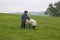 A Boy stroking a sheep