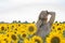 Boy at sunflowers field