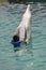 Boy Swimming with Bottlenose Dolphin