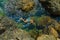 Boy swimming underwater, beautiful view of crystal clear transparent water of sea