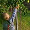 Boy taking a pear