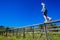 Boy Teenager Walking Balancing Fence