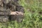 boy touches and tries to open hedgehog