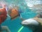 Boy touching Shark in belize central america