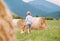 Boy walks with beagle dog on green mountain meadow with haystack