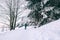Boy walks in snow forest