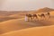 Boy walks a string of camels across sand dunes in Oman