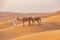 Boy walks a string of camels across sand dunes in Oman