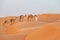 Boy walks a string of camels across sand dunes in Oman