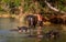 A boy washing a water buffalo near Inle lake, Myanmar