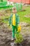 Boy watering the planted tree