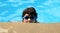 Boy wearing blue goggles in the swimming pool