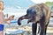 Boy with white hair feeds bananas elephant on the beach