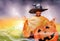 Boy in wizard costume cast spells over big pumpkin