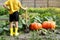 Boy in yellow t shirt and gum boots with shovel standing in the garden with pumpkins