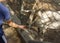 a boy at the zoo feeds a mountain sheep