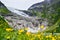 The Boyabreen glacier and delicate wild yellow flowers in the foreground.  Norway