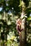 Boyd`s forest dragon. Mossman gorge. Daintree National Park. Queensland. Australia