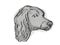 Boykin Spaniel Dog Breed Cartoon Retro Drawing