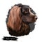 Boykin Spaniel dog breed isolated on white background digital art illustration. Medium-sized breed of dog, a Spaniel bred for