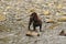 A Boykin Spaniel stands in a stream waiting for something top happen