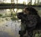 Boykin Spaniel waiting for ducks to retreive.