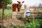 Boys feed chickens and farm animals on their father`s farm in the countryside