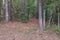 Boys Outhouse In The Woods.