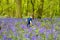 Boys playing in the bluebell woods